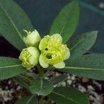Xanthostemon pubescens फूल