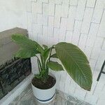 Spathiphyllum cochlearispathum List