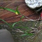 Polystachya lindblomii Habitus