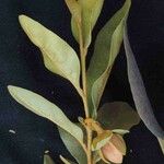 Duguetia furfuracea Virág