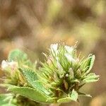 Trifolium scabrum Kukka