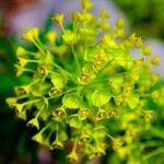 Euphorbia seguieriana Flor