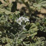 Cressa truxillensis Habitus