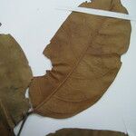 Cathedra acuminata Други