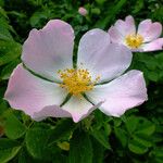 Rosa canina Flower