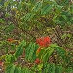 Mussaenda erythrophylla Flor