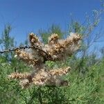 Tamarix africana Fruit