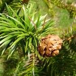 Cunninghamia lanceolata Плод