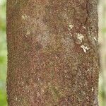 Pouteria cayennensis Bark