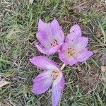 Colchicum lusitanum Flor