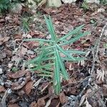 Euphorbia lathyris Folha