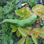 Pistacia terebinthus Fruit