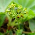 Alchemilla glabra ফুল