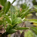 Baccharis prunifolia Hoja