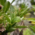 Baccharis prunifolia 叶