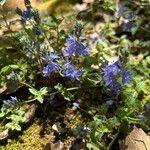 Veronica orsiniana Blüte