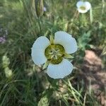 Calochortus gunnisonii Λουλούδι