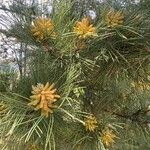 Pinus pinaster Frucht