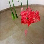 Hibiscus schizopetalus Flor