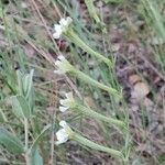 Silene legionensis Flower