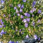 Campanula rotundifolia Kukka