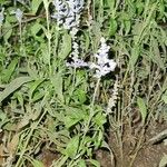 Salvia reflexa Blatt