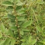 Grewia hirsuta Hoja