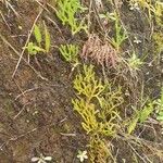 Lycopodiella cernua List