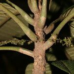 Pouteria viridis 樹皮