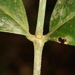 Bonafousia macrocalyx Muu