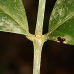 Bonafousia macrocalyx Máis