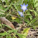 Scilla verna Blomma