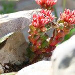 Sedum atratum Folha