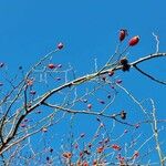 Rosa canina Fruit