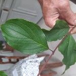 Cornus sanguineaBlodyn