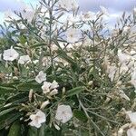 Convolvulus floridus Flower