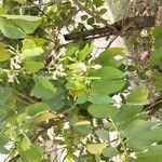 Bauhinia monandra Hoja