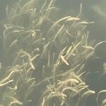 Vallisneria spiralis Likasa