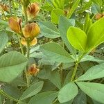 Baptisia sphaerocarpa Flower