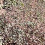 Indigofera suffruticosa ശീലം