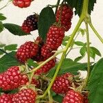 Rubus occidentalis Fruit