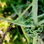 Verbena officinalis Likasa