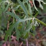 Jacobaea erucifolia Leaf