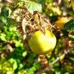 Solanum linnaeanum Плод