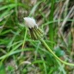 Crepis conyzifolia Flor