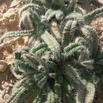 Echium horridum Leaf