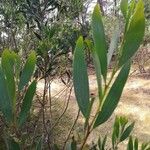 Acacia longifolia Blatt