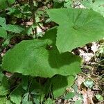 Adenocaulon bicolor Feuille