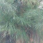 Casuarina collina