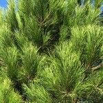 Pinus pinea Folha